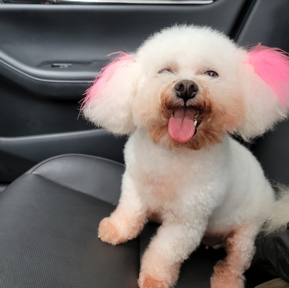 Posh Ambassador at your service! - Picture 2 of 4